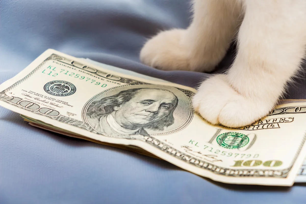 From $0.19 to $0.08: Why Viral CashCat Token Just Suffered 60% Flash Crash