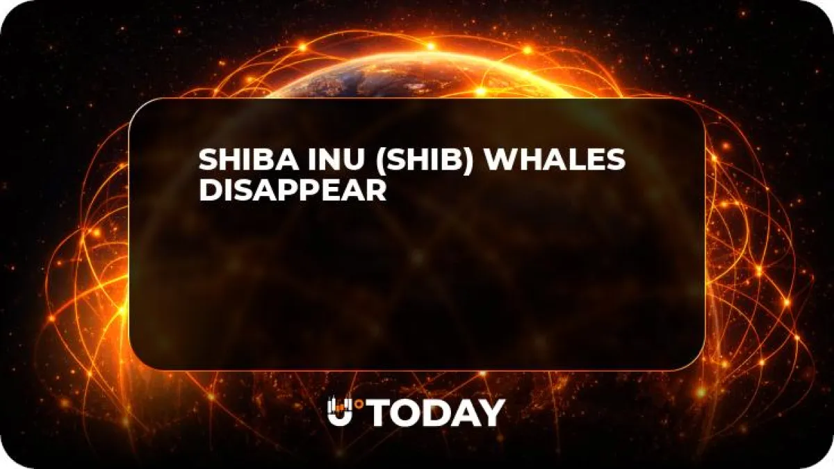 Shiba Inu (SHIB) Whales Disappear