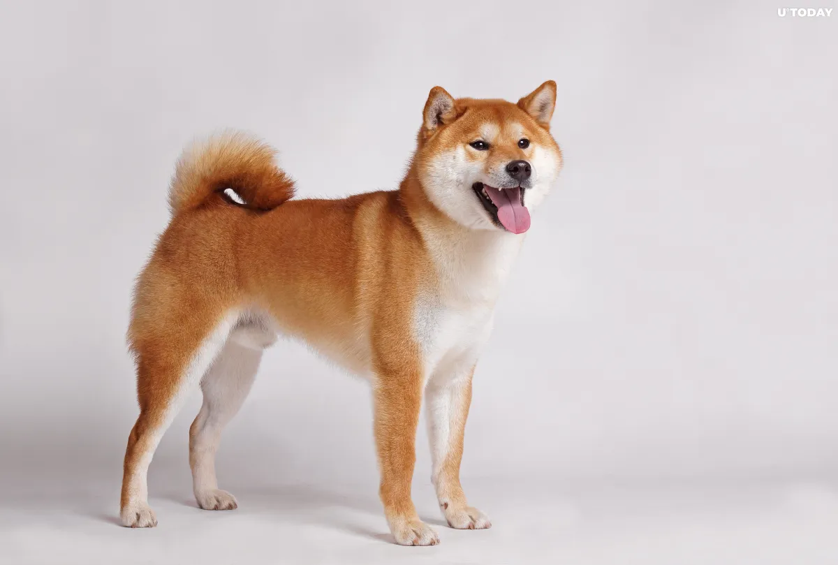 Shiba Inu Becomes Most Used Smart Contract by Largest Ethereum Wallets