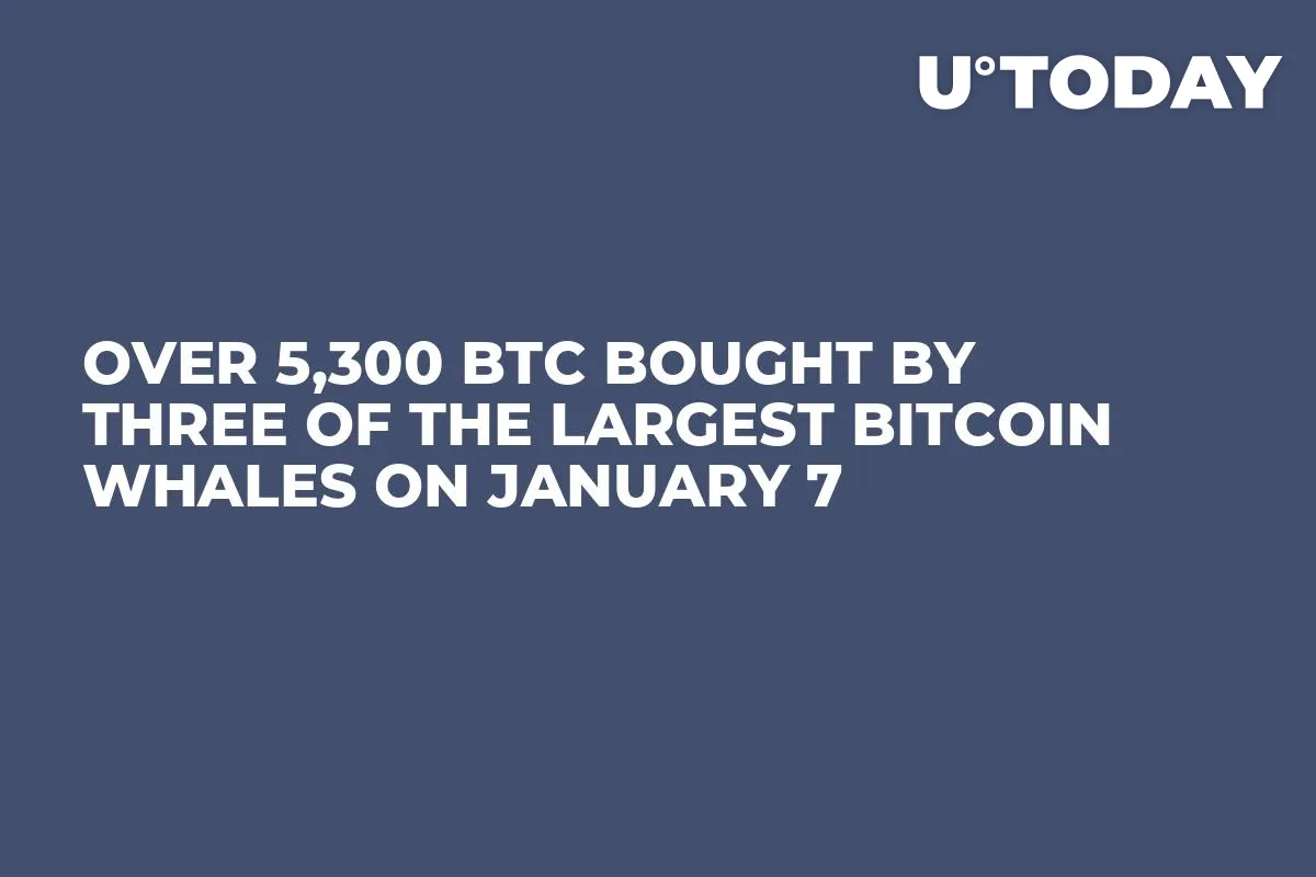 Over 5,300 BTC Bought by Three of the Largest Bitcoin Whales on January 7