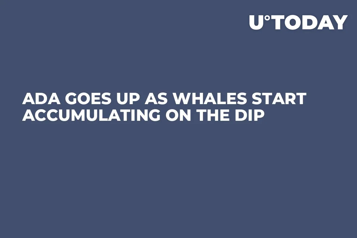 ADA Goes Up As Whales Start Accumulating on The Dip 