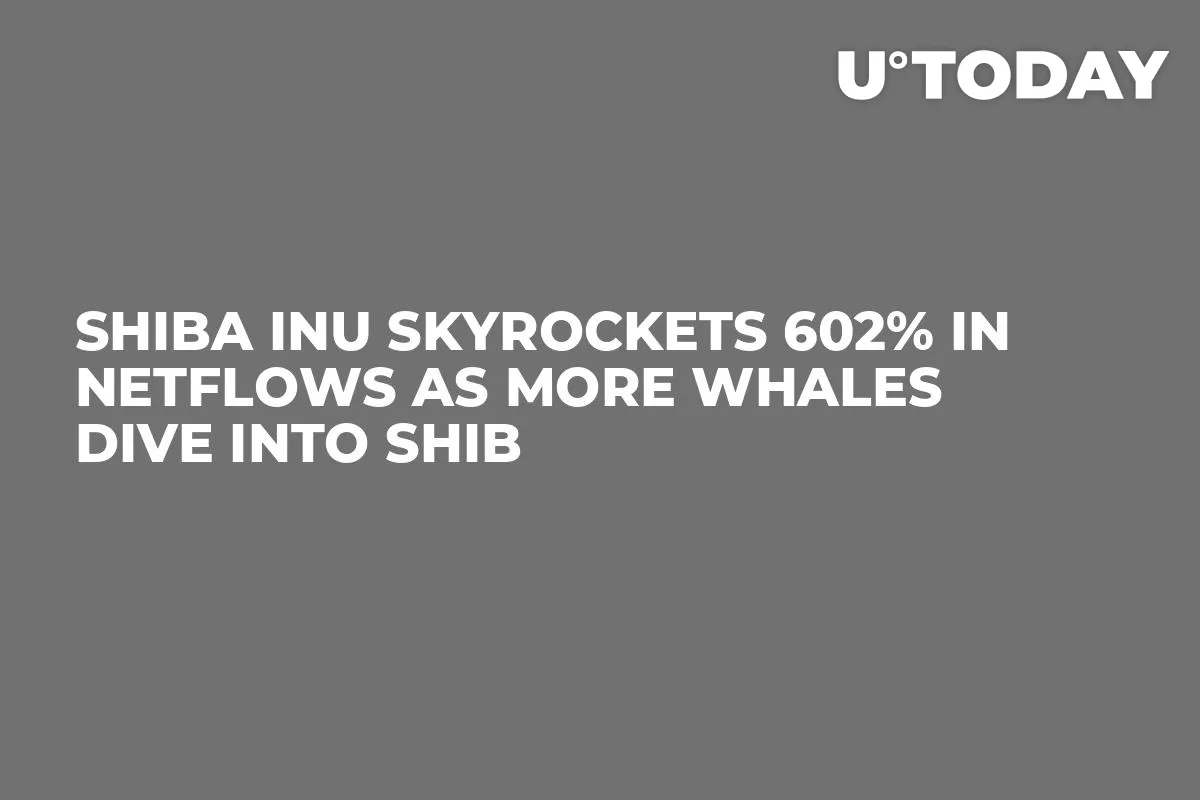 Shiba Inu Skyrockets 602% in Netflows as More Whales Dive Into SHIB